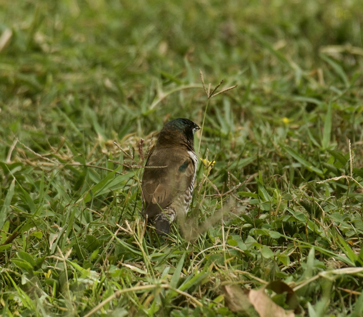Bronze Mannikin - ML646455582