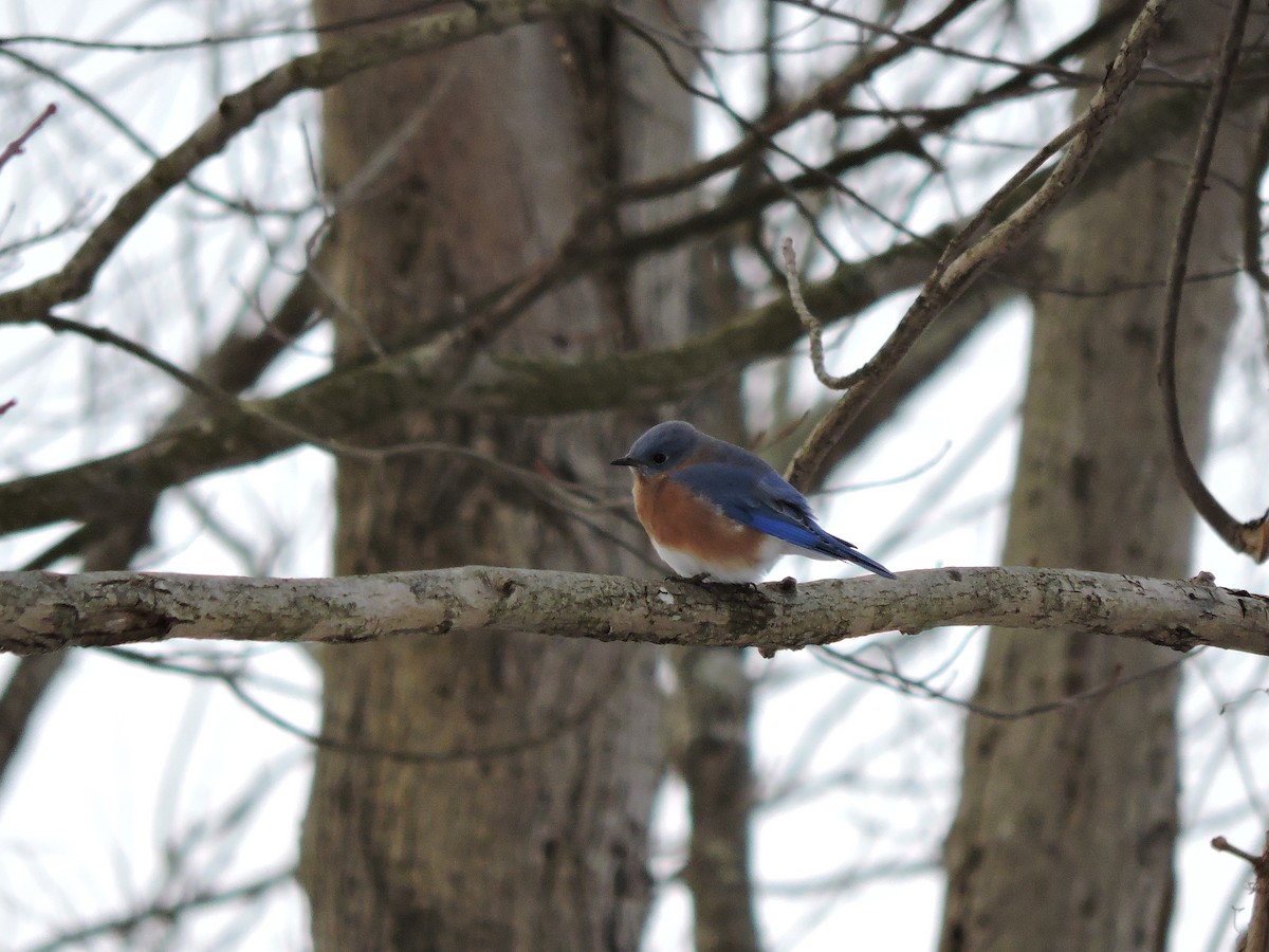 Eastern Bluebird (Eastern) - ML646455585