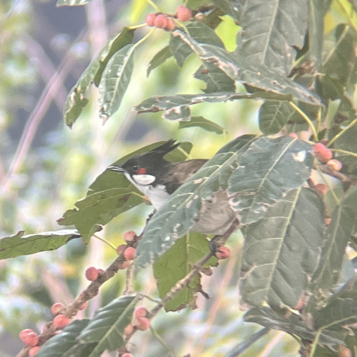 Red-whiskered Bulbul - ML646455586