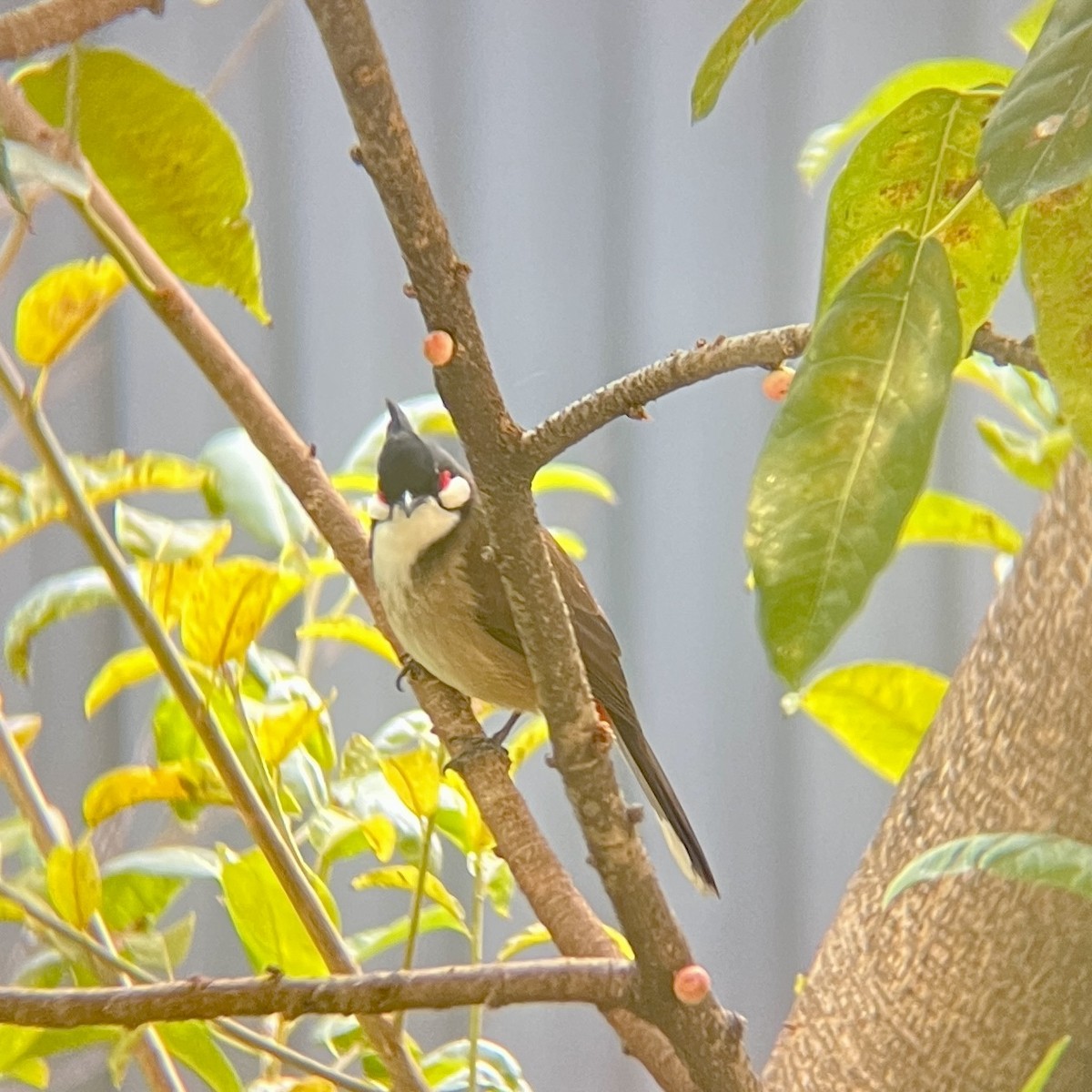 Red-whiskered Bulbul - ML646455587