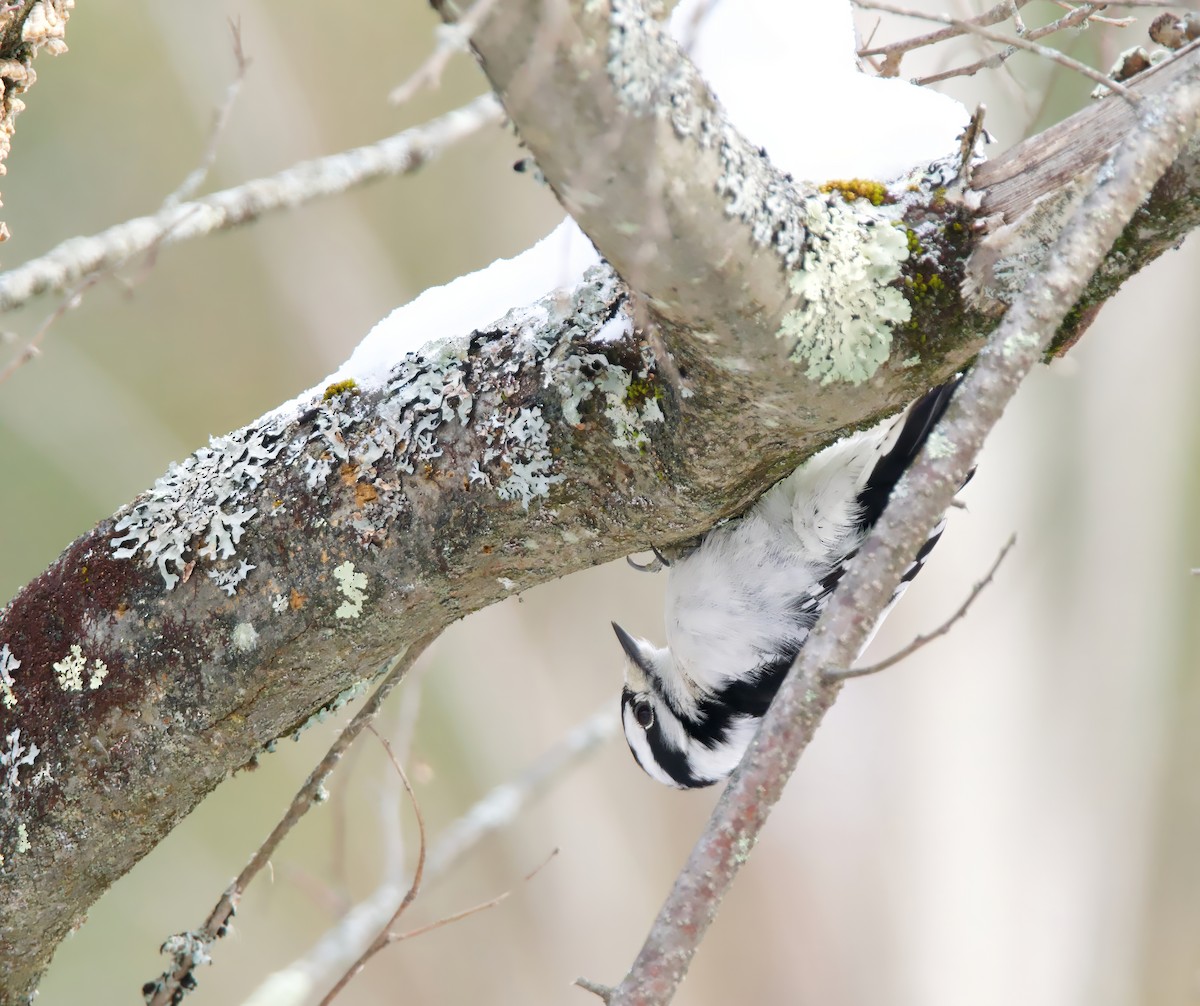 Downy Woodpecker - ML646455588