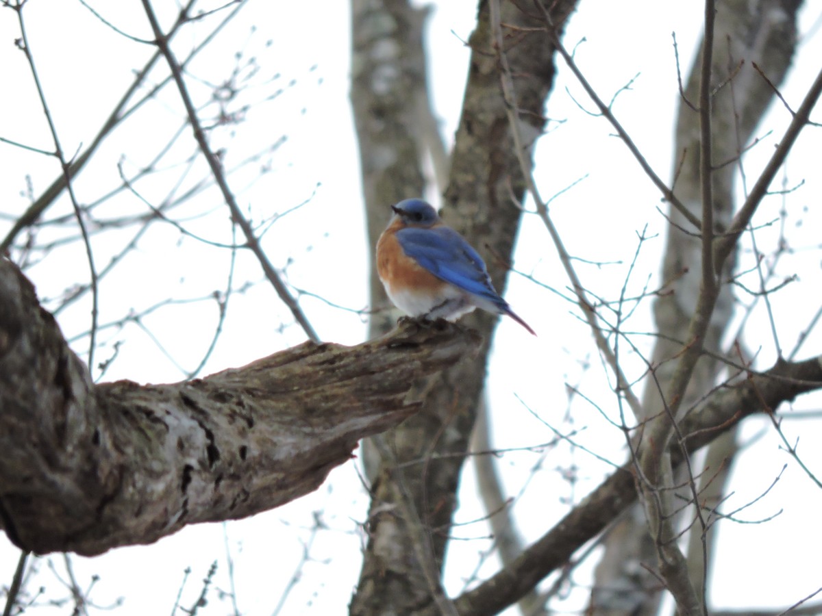 Eastern Bluebird (Eastern) - ML646455589