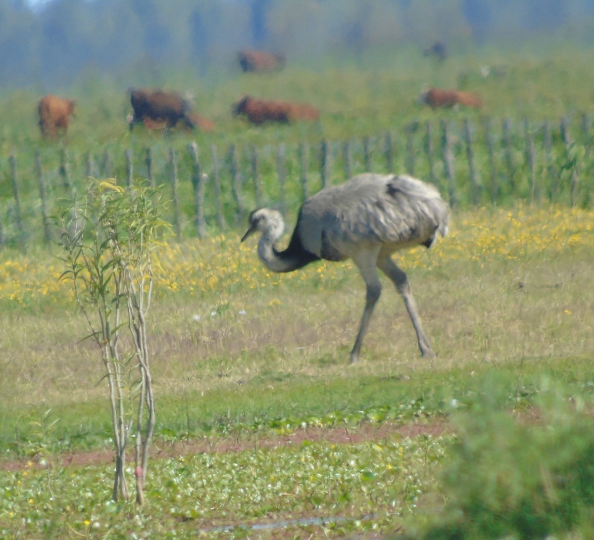 Ñandu nagusia - ML646455590