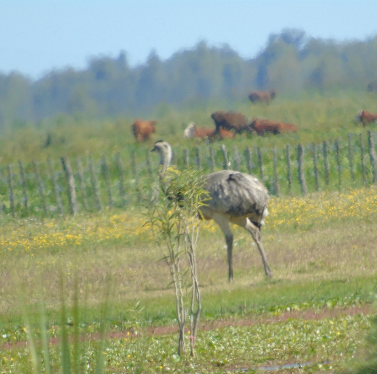 Ñandu nagusia - ML646455591