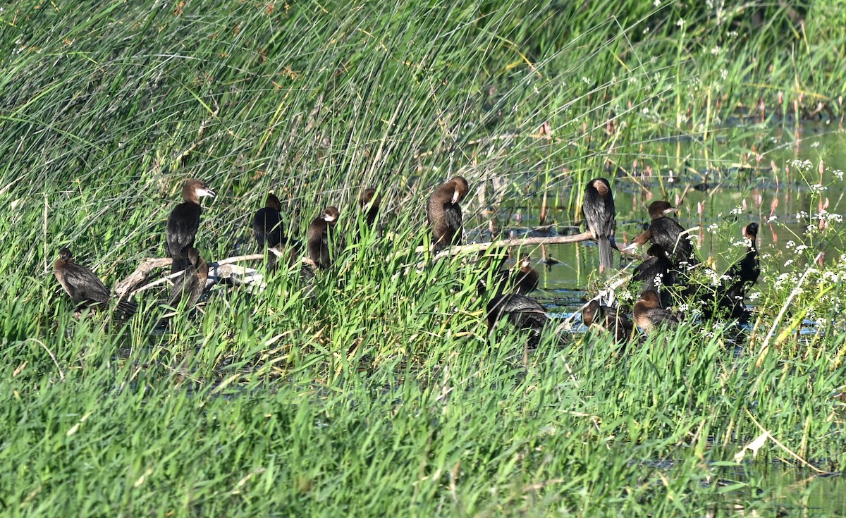 Küçük Karabatak - ML646455606