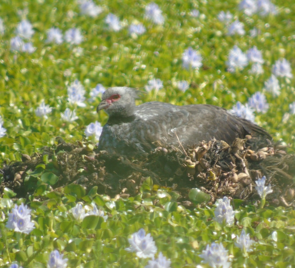 Southern Screamer - ML646455609