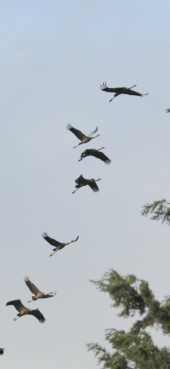 Common Crane - ML646455616