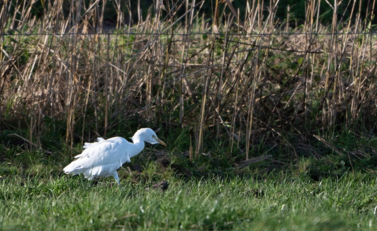 Western Cattle-Egret - ML646455618