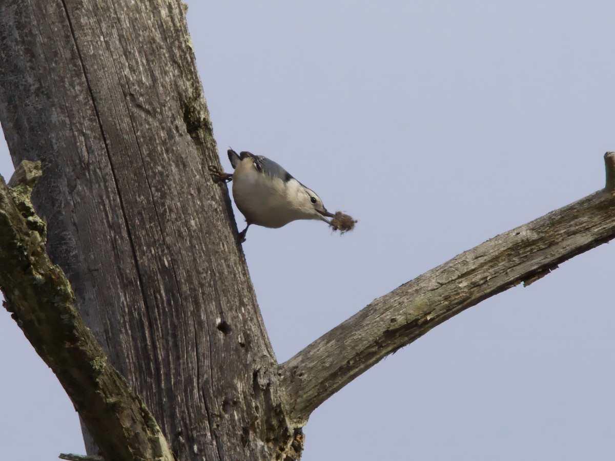White-breasted Nuthatch - ML646455619