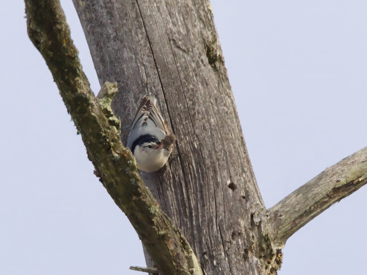 White-breasted Nuthatch - ML646455620