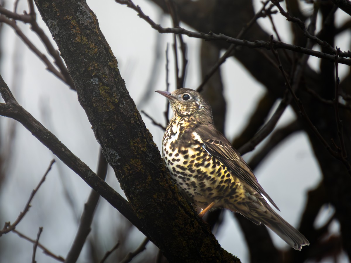 drozd brávník - ML646455622