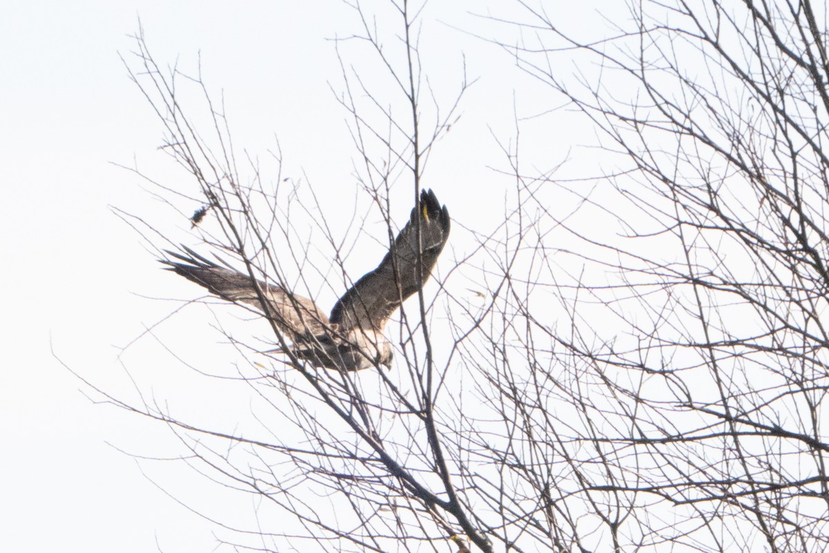 Common Buzzard - ML646455625