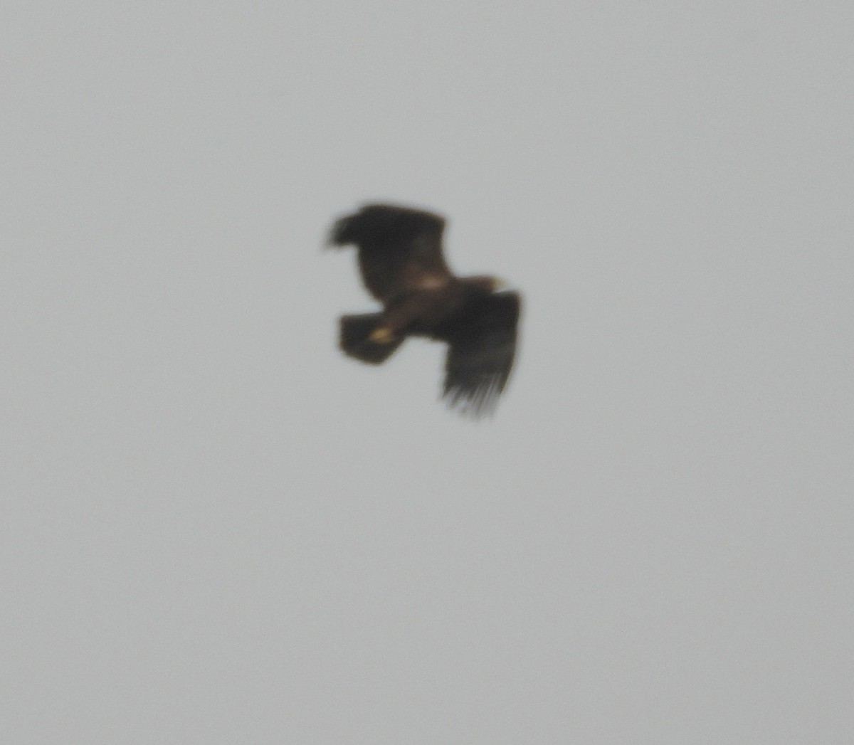 Greater Spotted Eagle - ML646455627