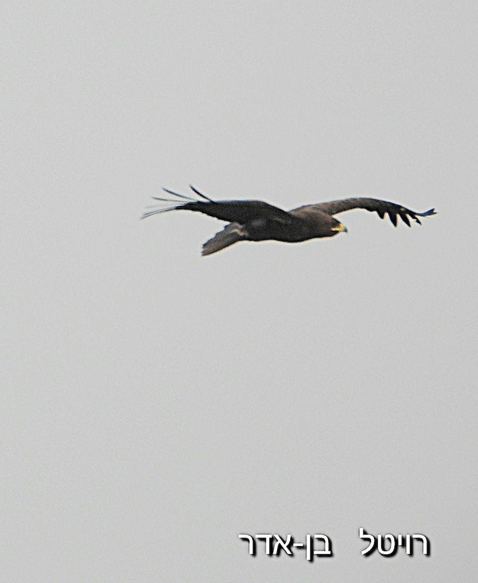 Greater Spotted Eagle - ML646455628