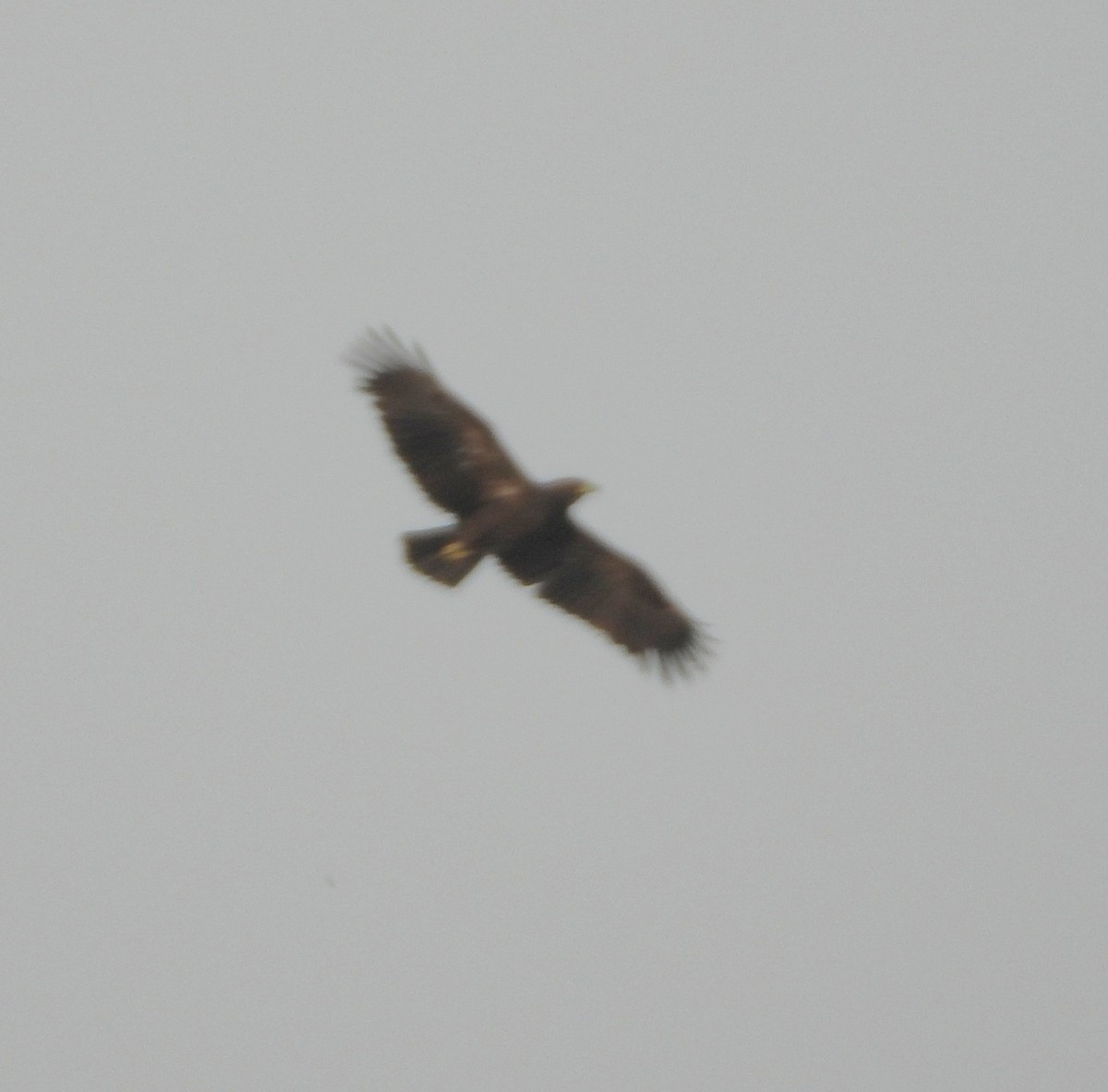 Greater Spotted Eagle - ML646455629