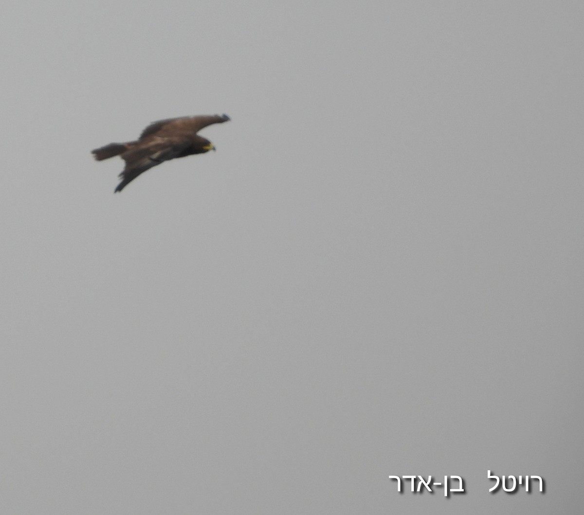 Greater Spotted Eagle - ML646455630