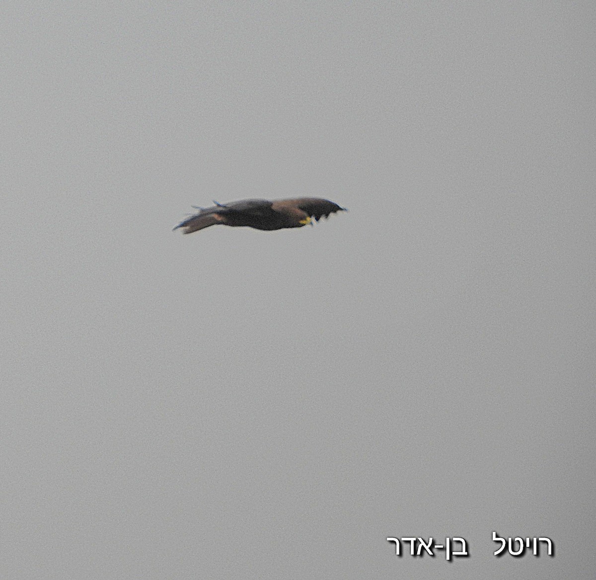 Greater Spotted Eagle - ML646455631