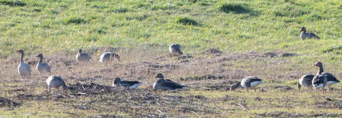 Graylag Goose - ML646455633