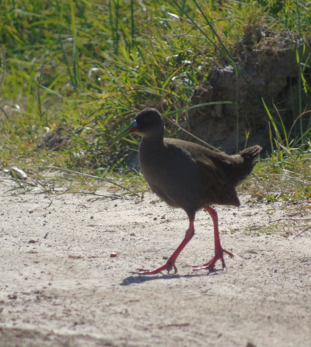 Plumbeous Rail - ML646455635