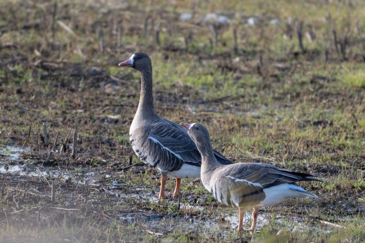Greater White-fronted Goose - ML646455637