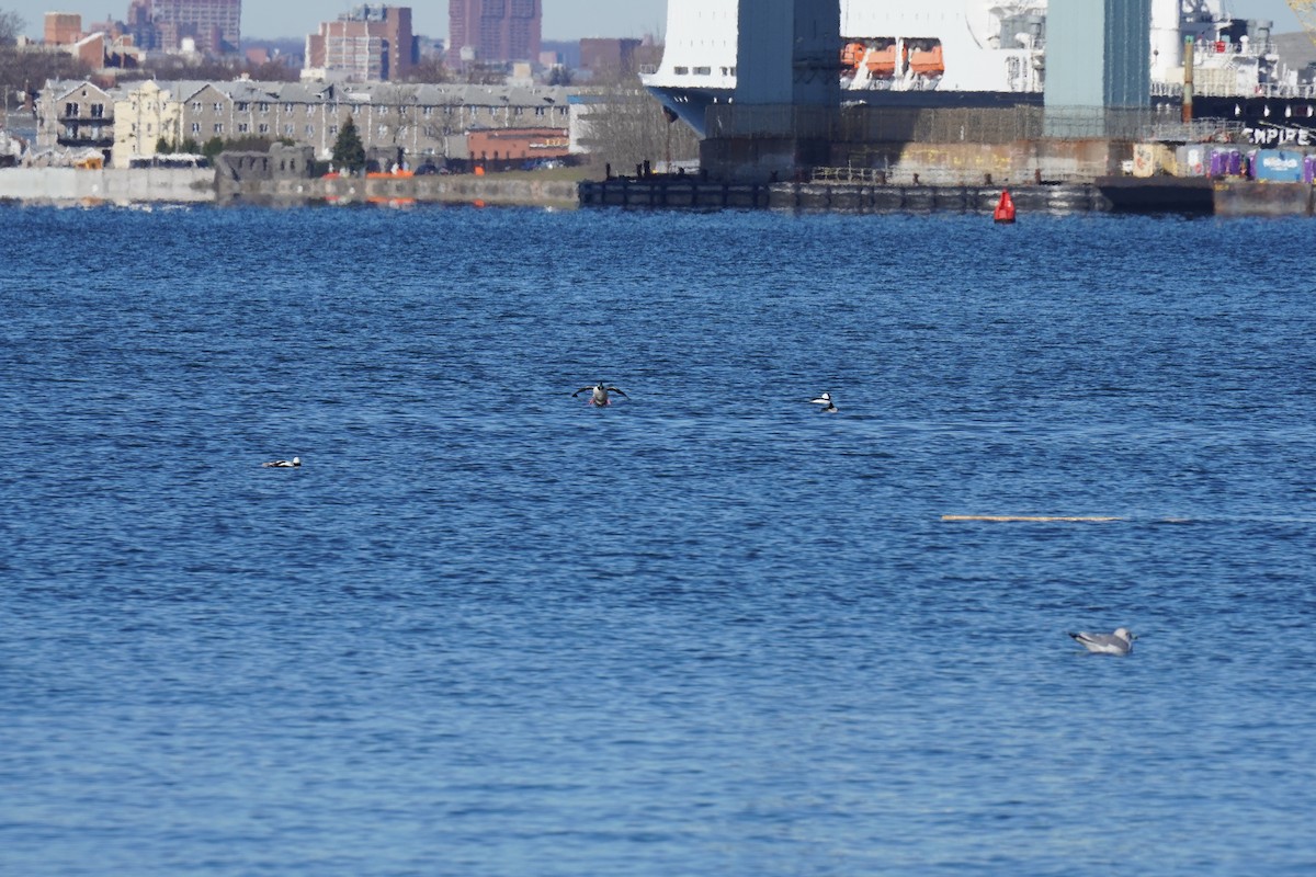 Bufflehead - ML646455639