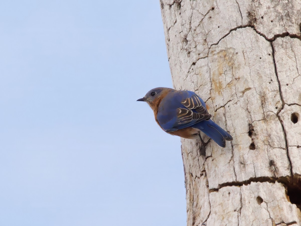 Eastern Bluebird - ML646455644