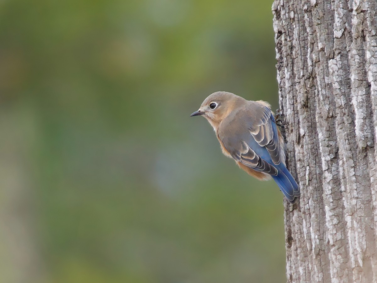 Eastern Bluebird - ML646455645