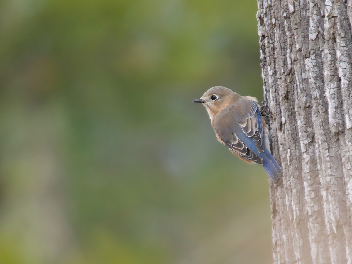 Eastern Bluebird - ML646455646