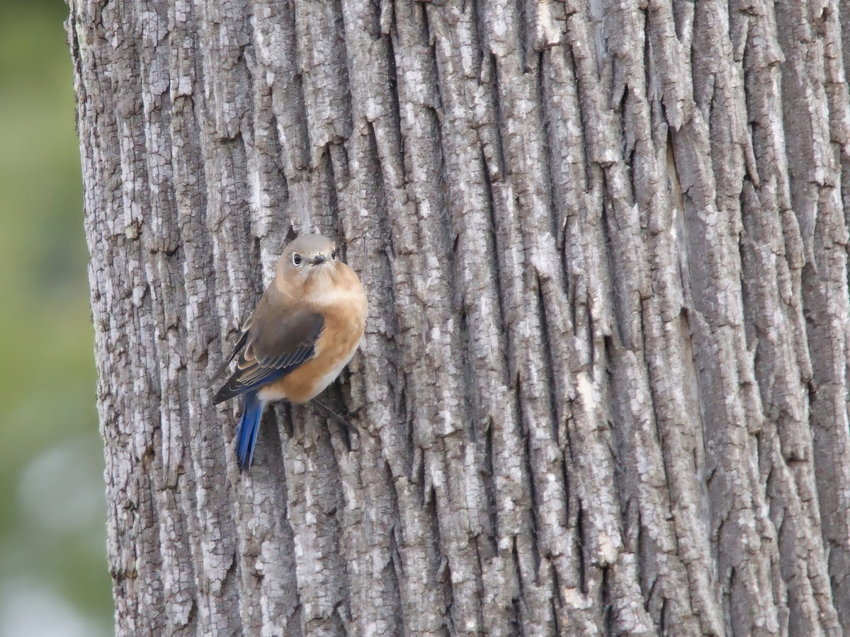 Eastern Bluebird - ML646455647