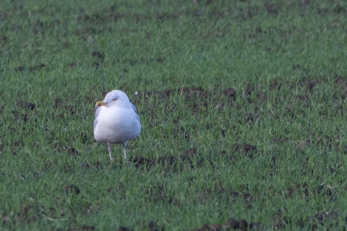 European Herring Gull - ML646455649