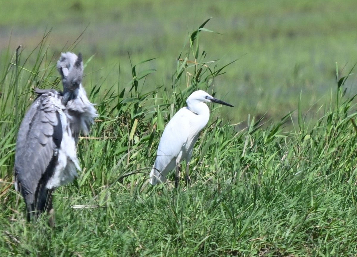 Küçük Ak Balıkçıl - ML646455650