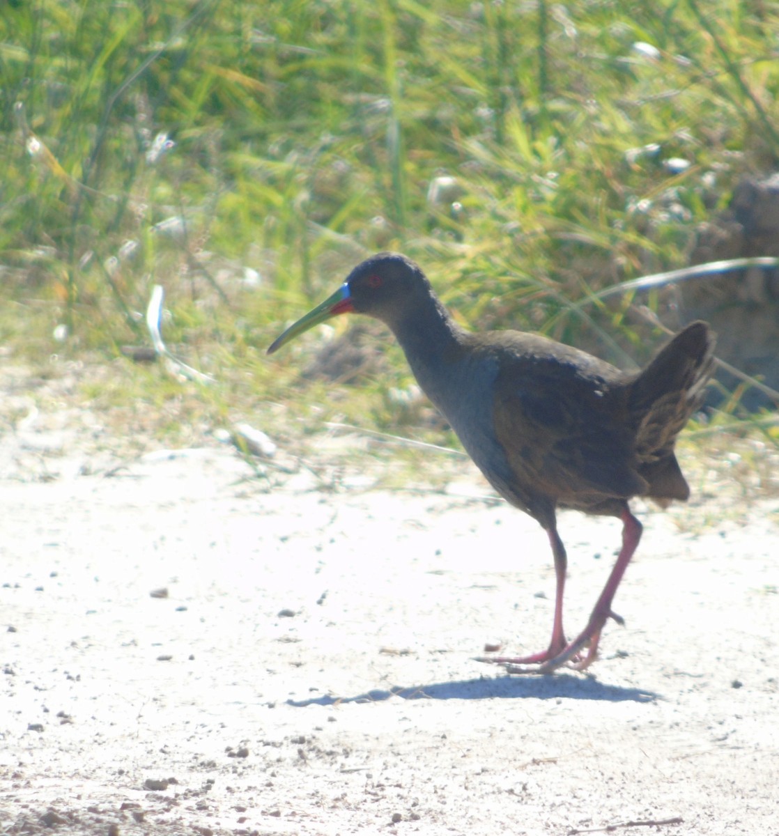 Plumbeous Rail - ML646455653