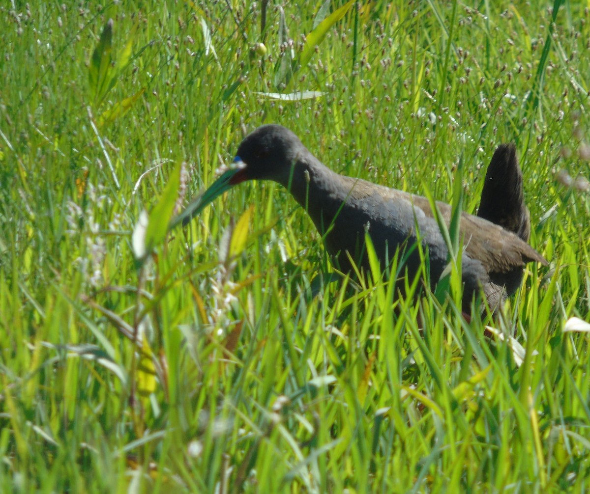 Plumbeous Rail - ML646455654