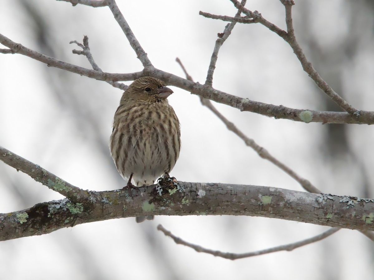 House Finch - ML646455656