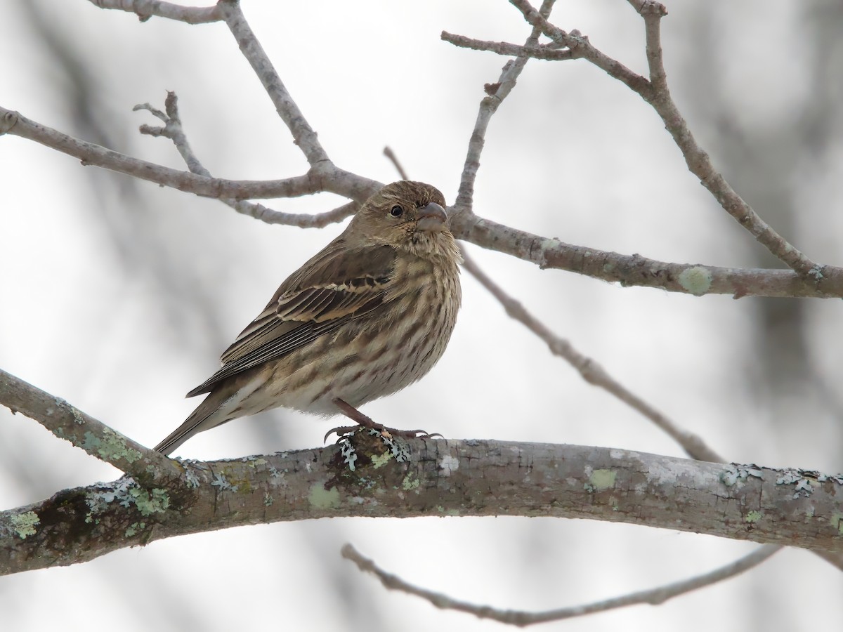 House Finch - ML646455657