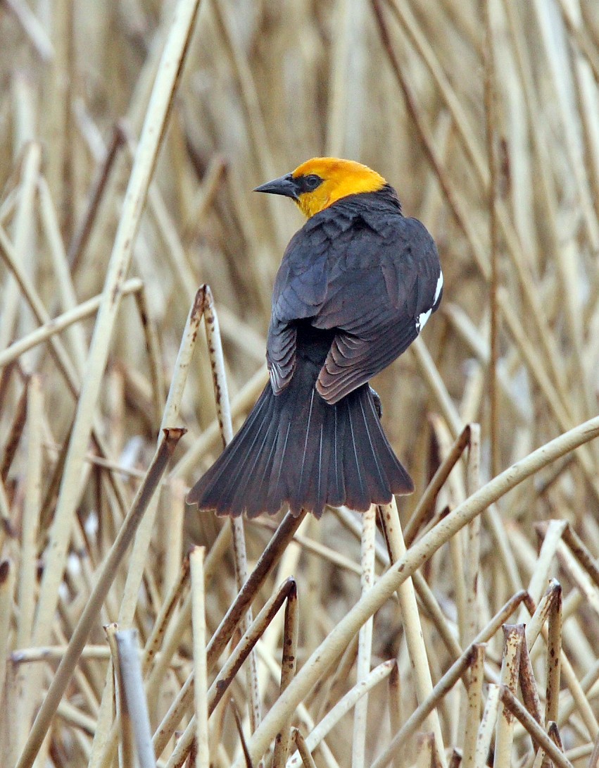 Yellow-headed Blackbird - ML646455658