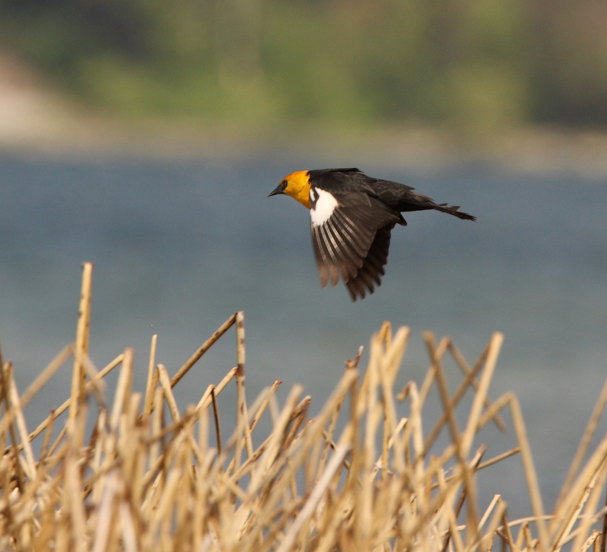Yellow-headed Blackbird - ML646455659