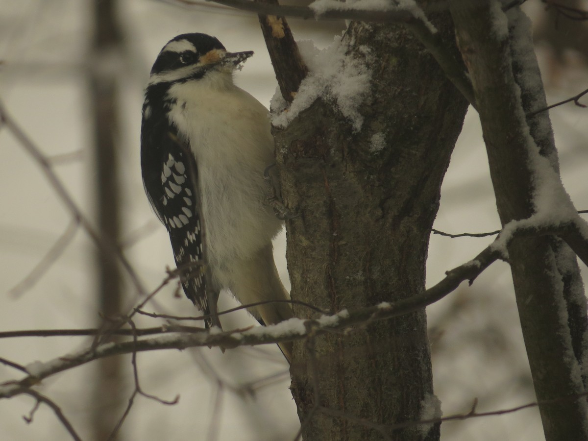 Hairy Woodpecker - ML646455661