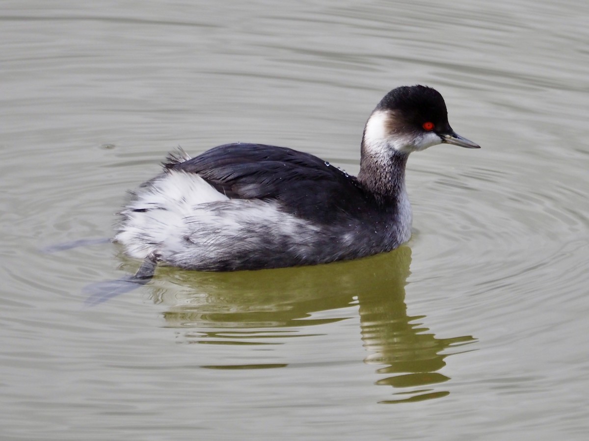 Schwarzhalstaucher - ML646455664