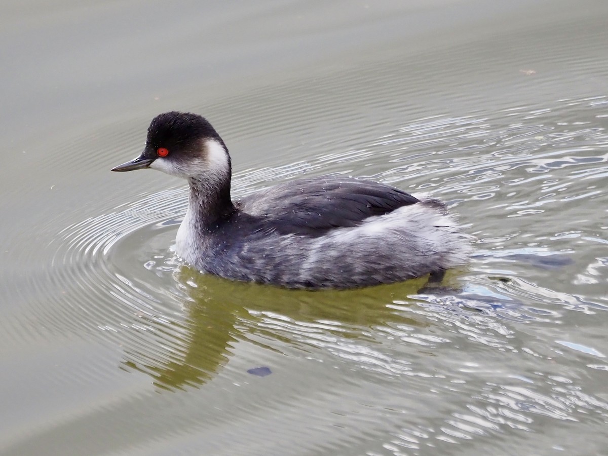 Schwarzhalstaucher - ML646455665