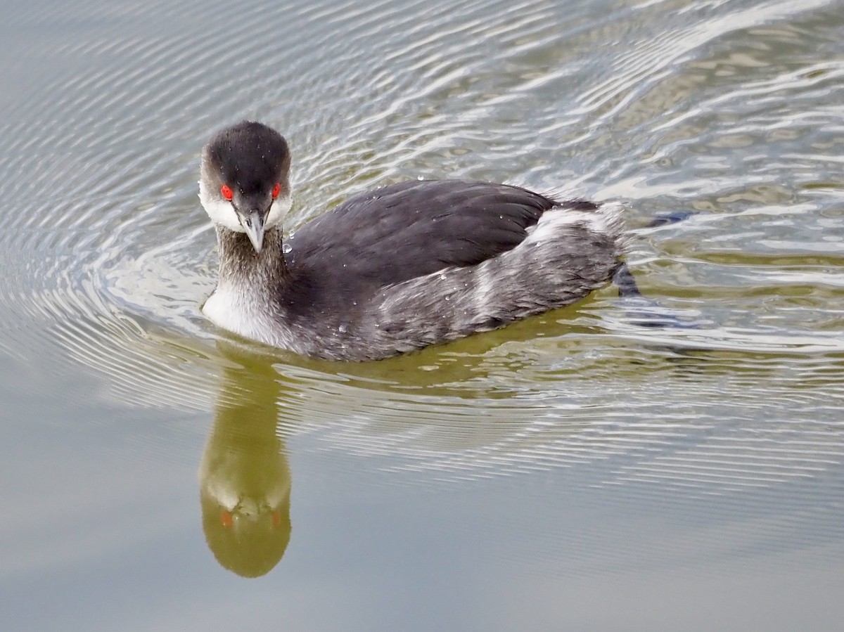 Schwarzhalstaucher - ML646455666