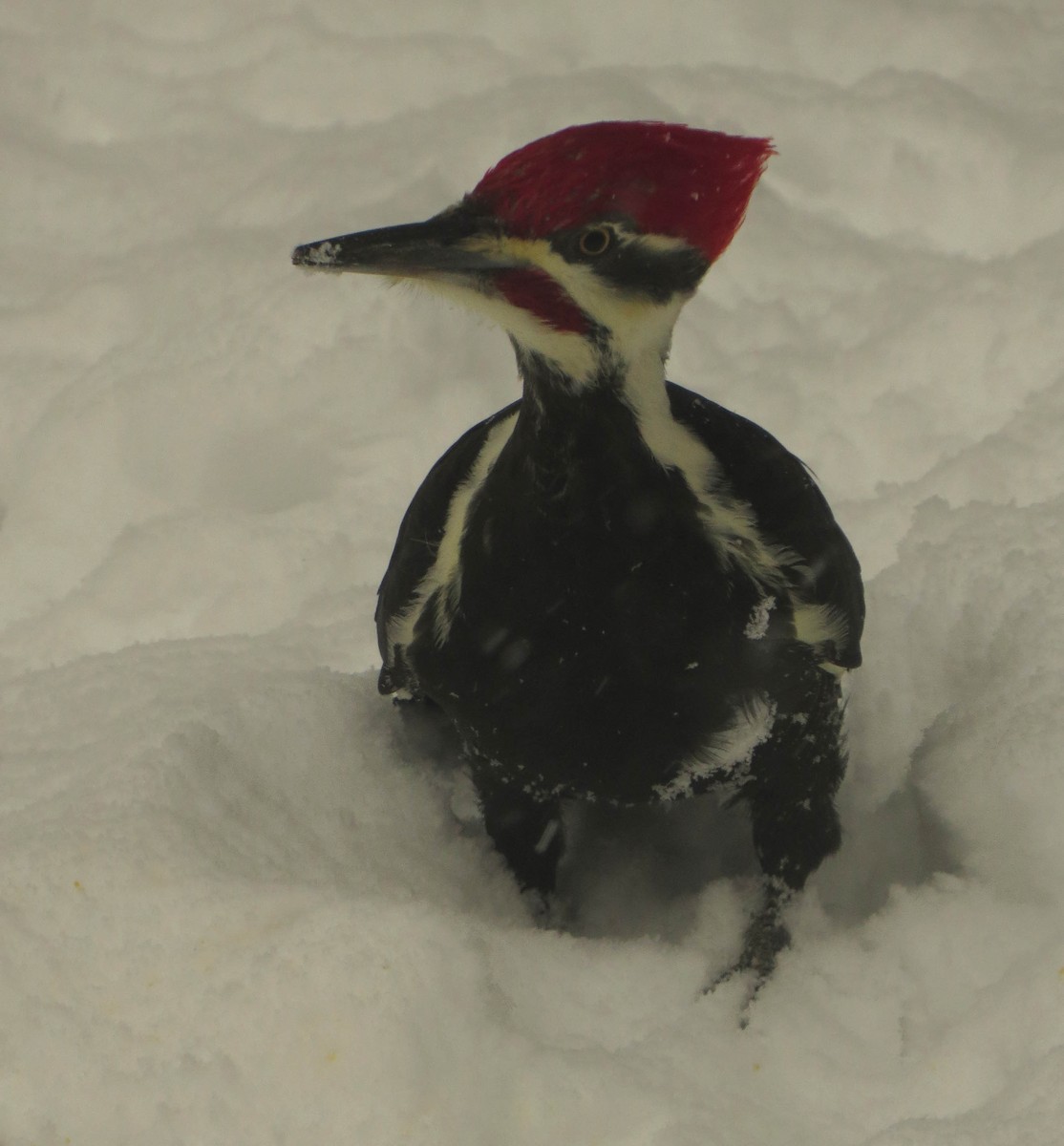 Pileated Woodpecker - ML646455671
