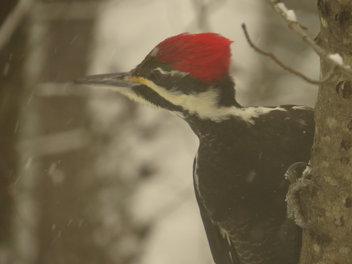 datel chocholatý - ML646455673