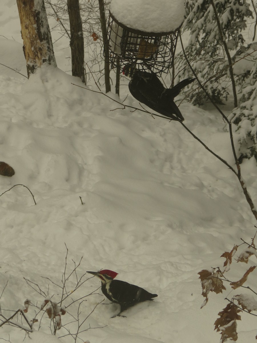 Pileated Woodpecker - ML646455674