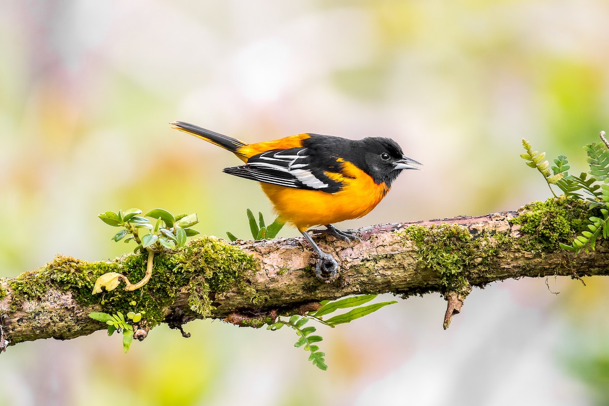 Baltimore Oriole - ML646455675