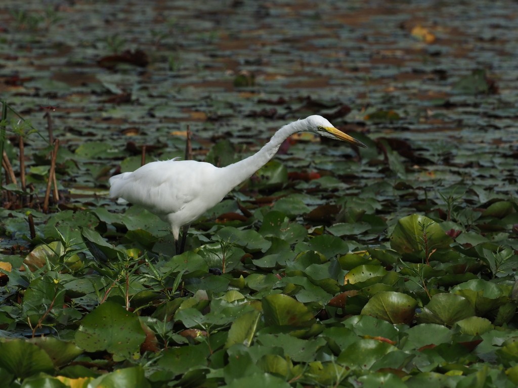 大白鷺 - ML646455676