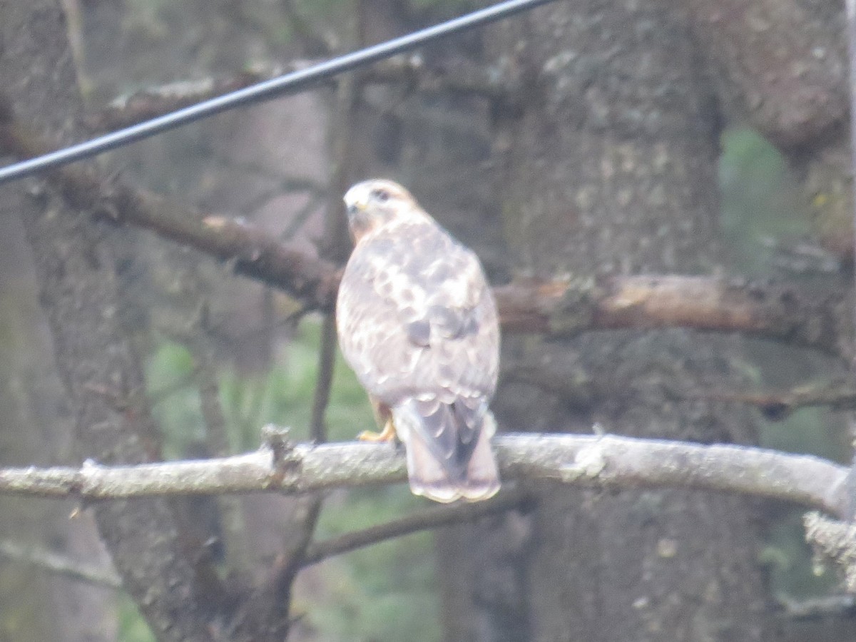 Himalayan Buzzard - ML646455678