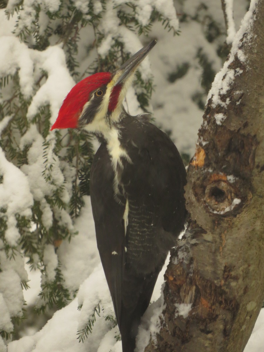 datel chocholatý - ML646455679
