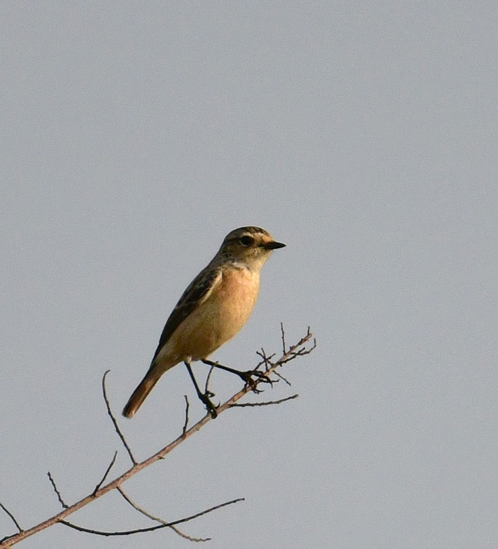 bramborníček sibiřský - ML646455680