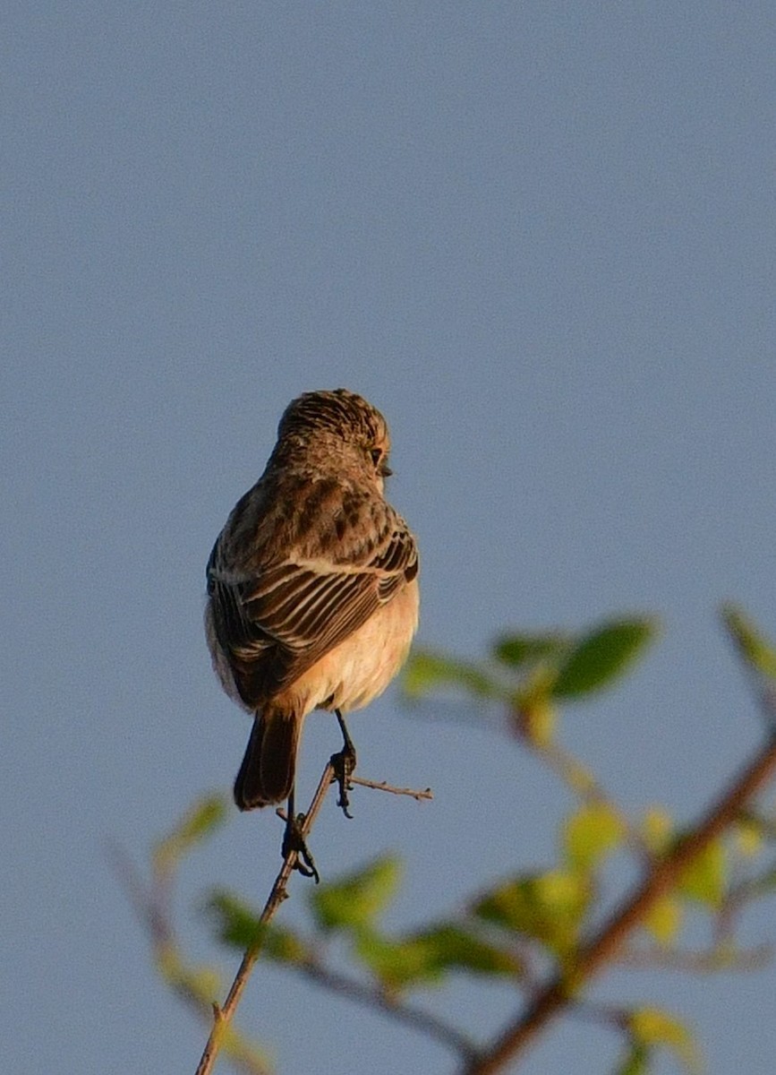 bramborníček sibiřský - ML646455681